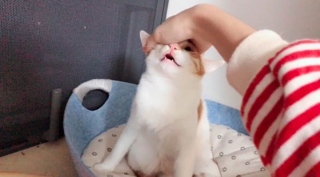 小佩猫窝事件,小佩闷死猫事件