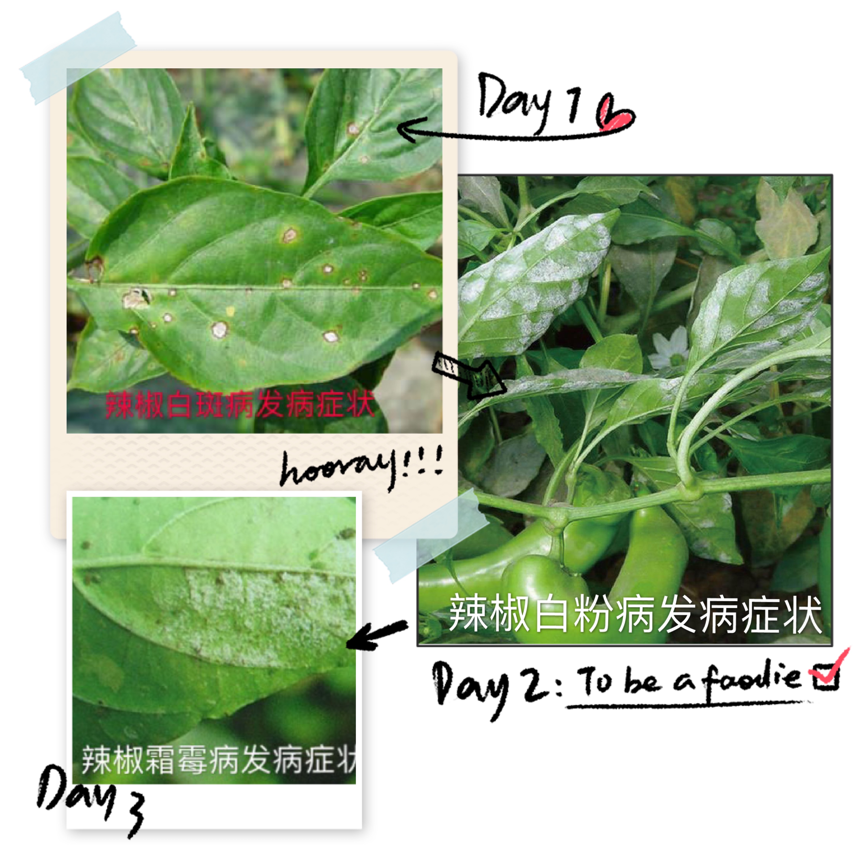 辣椒地湿度大会引起什么病,高温多雨辣椒产生什么病