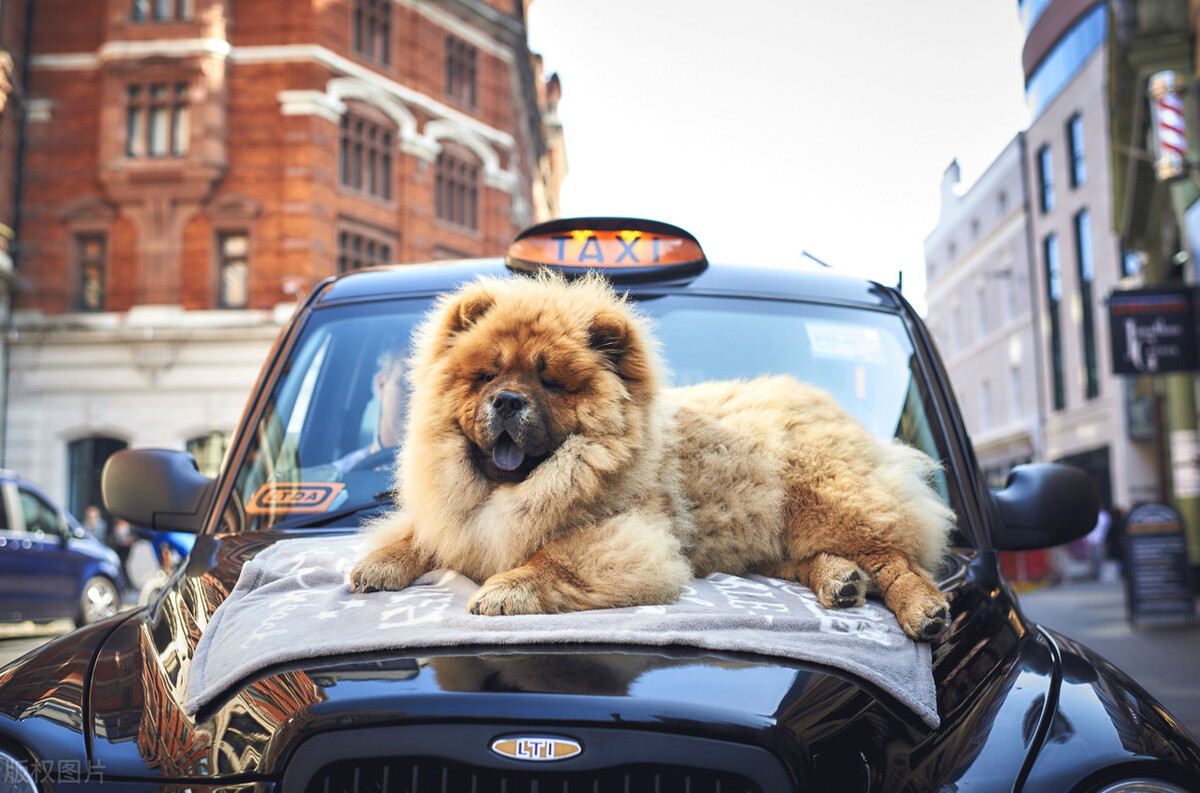松狮犬的喂养与护理方法,松狮犬吃什么比较好养呢