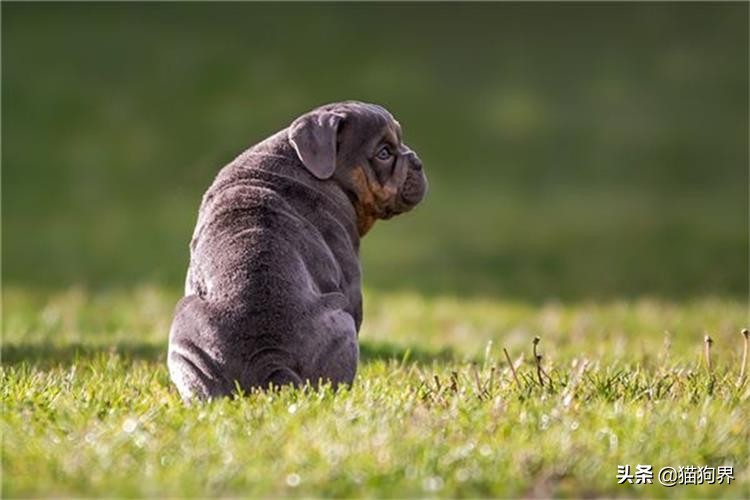 法斗耳螨特别严重怎么清理,有什么土方法去除耳螨