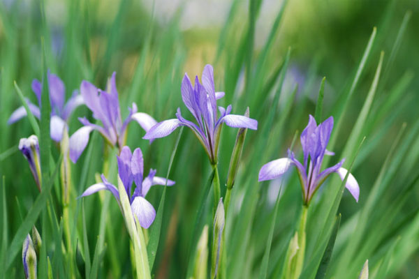 五一草花摆放的图片,春天常见的40种花图片