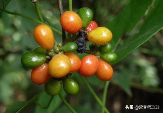 叶子像小簸箕,名字不好听,作用却不小,很多人不知道它的价值