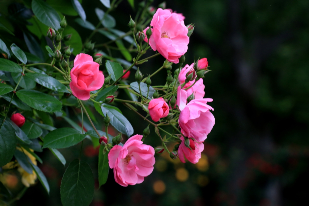 五月花；青山吹奏《蜗牛与黄鹂鸟》,D#调半音阶口琴演奏