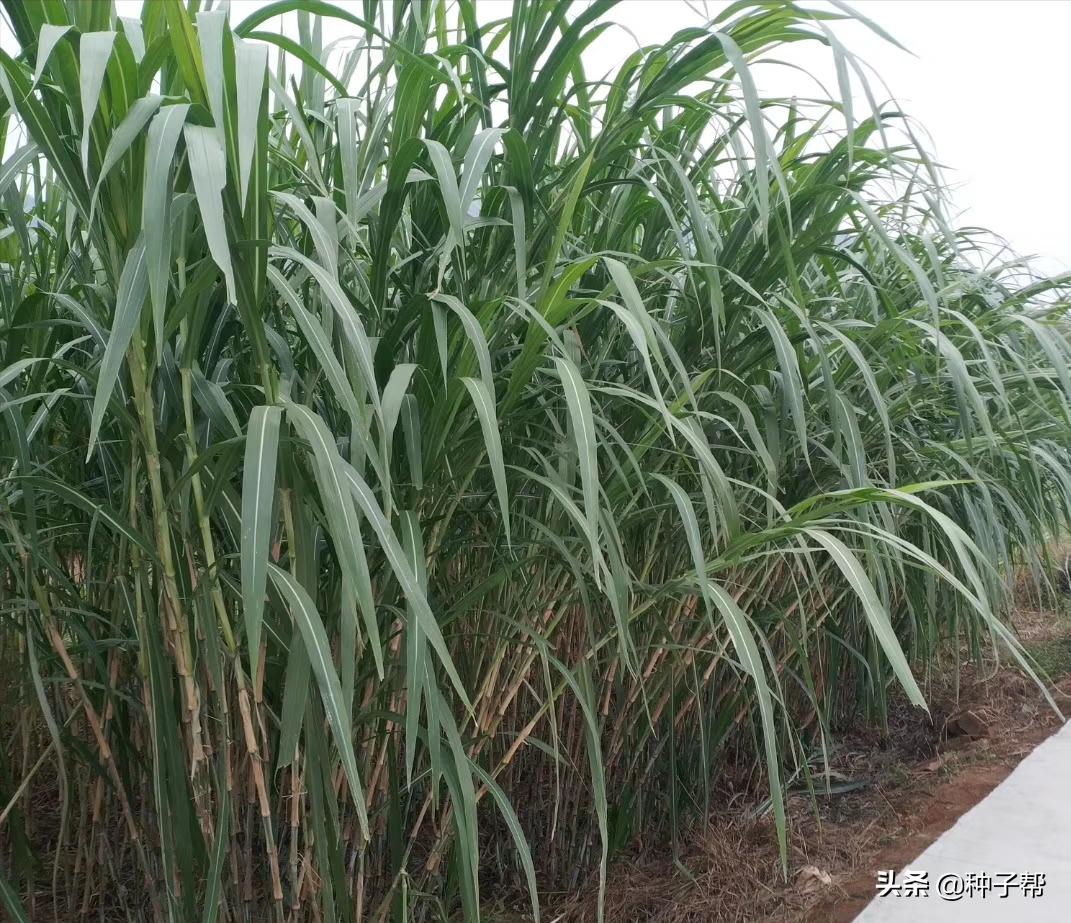 皇竹草适合哪里长,皇竹草适合养殖什么