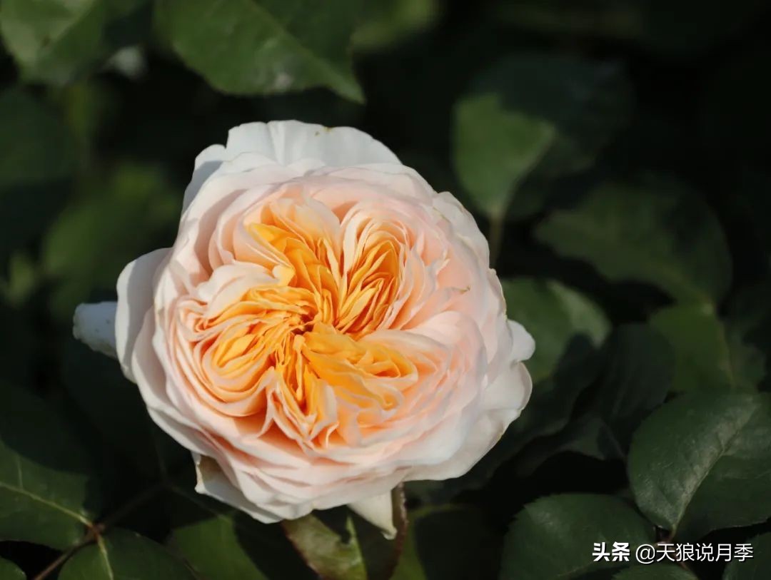 优雅女士月季花,奇葩月季品种图片