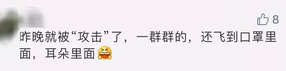 大水蚁进屋能活多久,大水蚁入侵房子