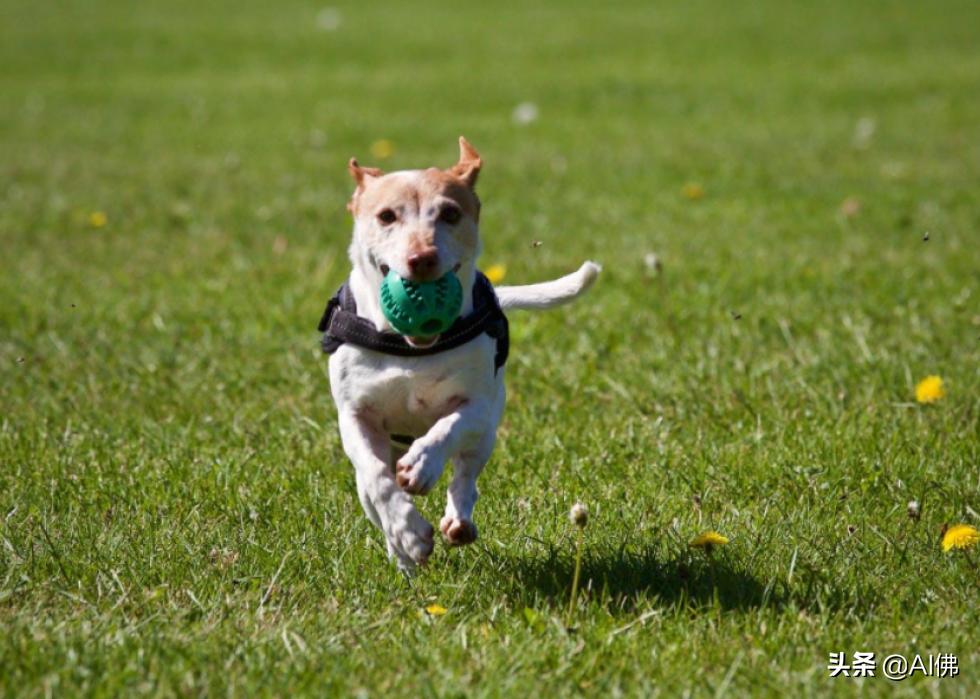 美国最受欢迎的100组小狗名字