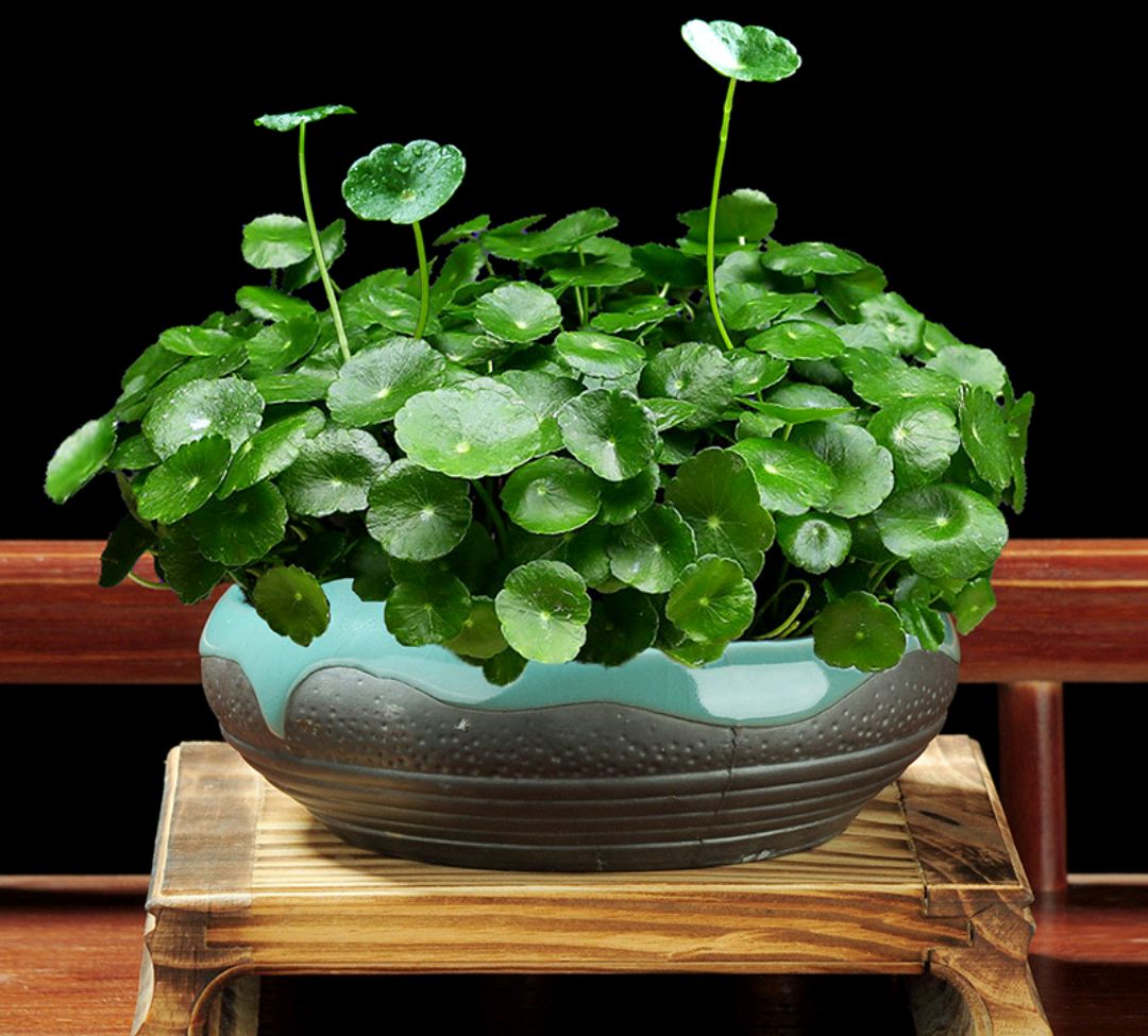 人养花一时养人一生,人养花同时花也养人