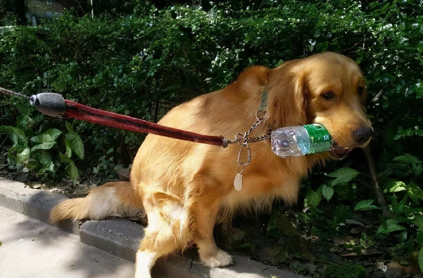 金毛拉的稀怎么办,金毛拉肚子怎么办