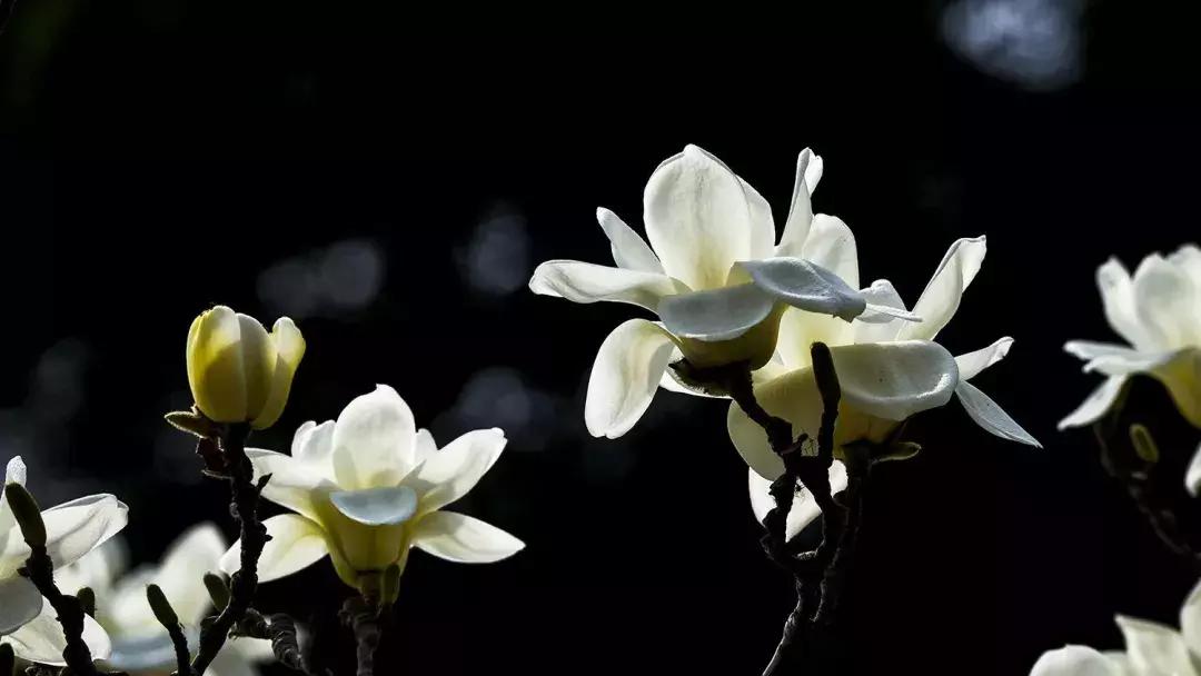 京郊最美的十大花海,京郊这些浪漫花海惊艳初秋的北京
