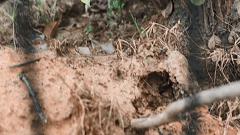 红火蚁入侵致多少人死,红火蚁伤人死亡新闻报道