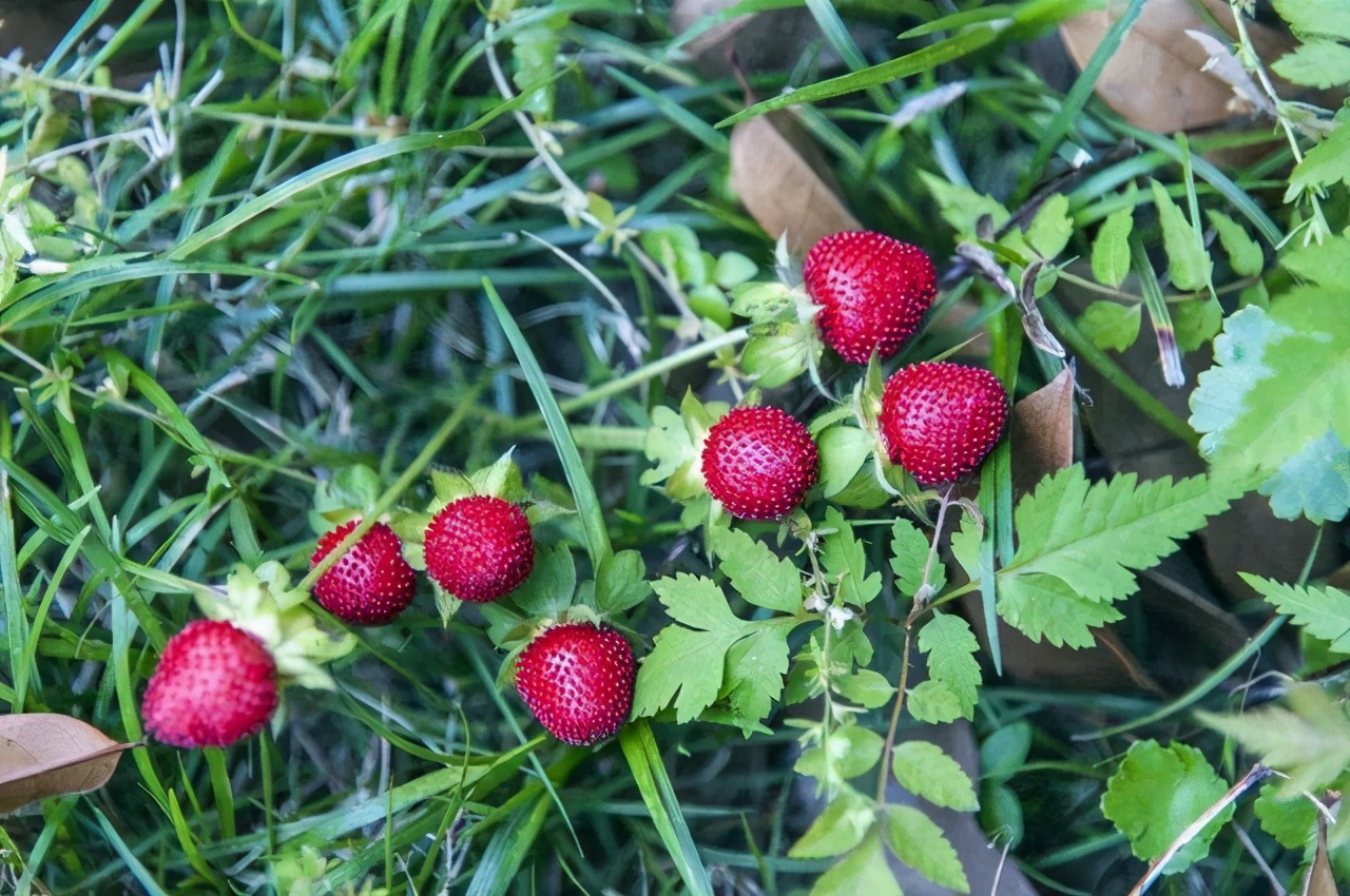 成年巨蟒蛇最多长达多少米,云南巨蟒