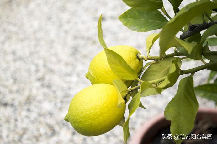 阳台种一年四季都可以吃的水果,阳台种水果首选这5种