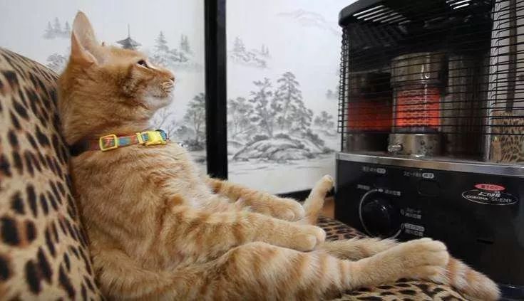 如何判断猫咪发烧,如何判断猫咪发了情