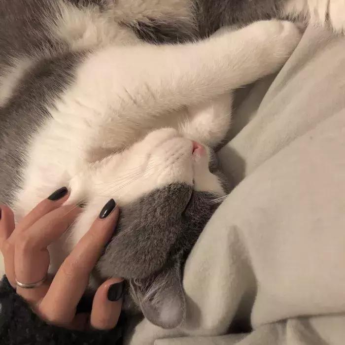 猫咪怀孕怎么去医院检查,猫咪怀孕怎么才知道