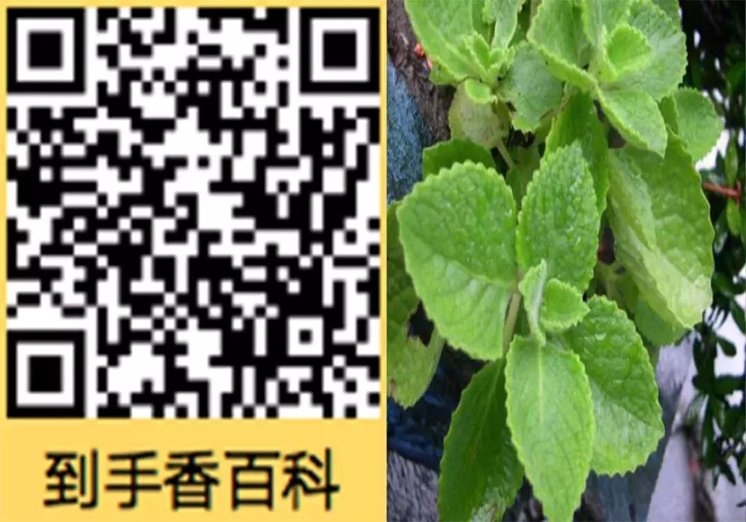 一口黄牙能洗白吗,一口黄牙毁了一张脸