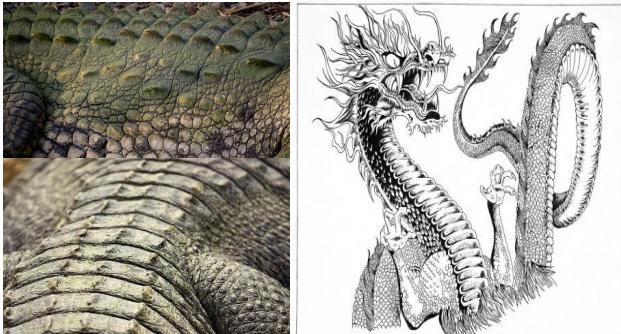 龙到底是灭绝生物还是神话生物,龙是传说生物还是真实存在的