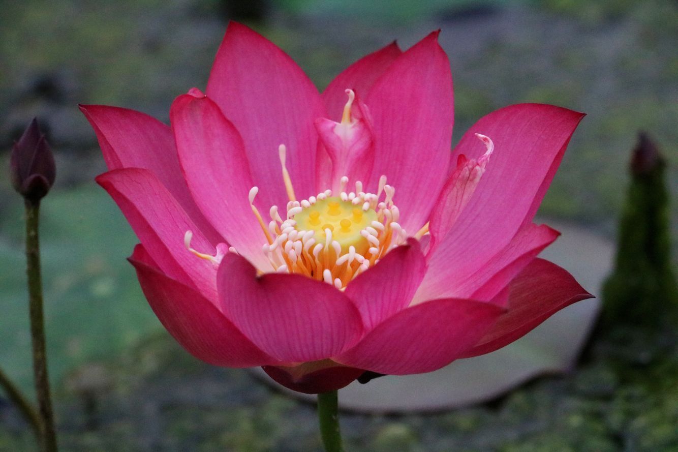 碗莲怎么磨开口,碗莲的正确打开方式