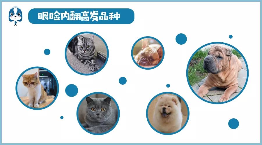 铲屎官请注意什么,铲屎官睫毛