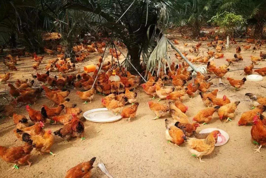 泰国鸡和缅鸡杂交后代,中泰越混血椰子鸡