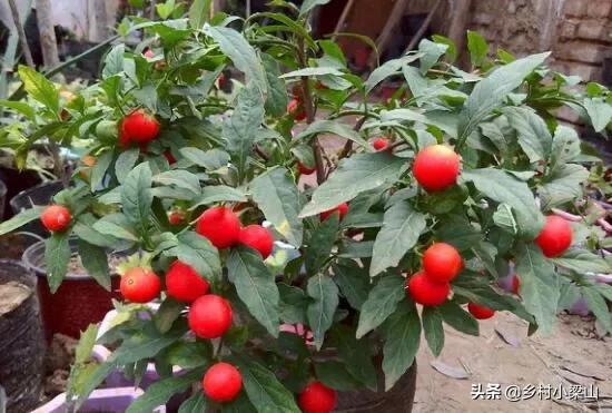 冬珊瑚用多大盆怎么养,养好珊瑚的正确方法