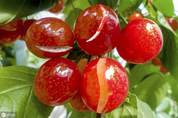 樱桃坐果太多怎么办,樱桃坐果前期注意事项