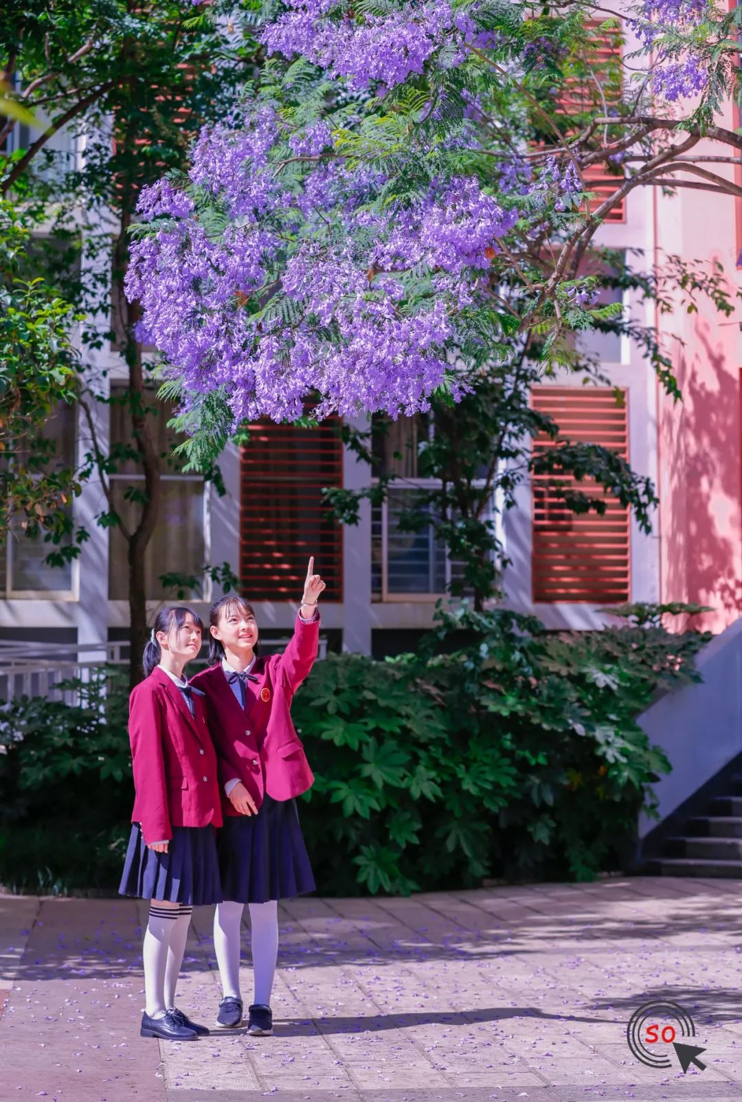 校园|遇见.初夏属于十中的紫色烂漫