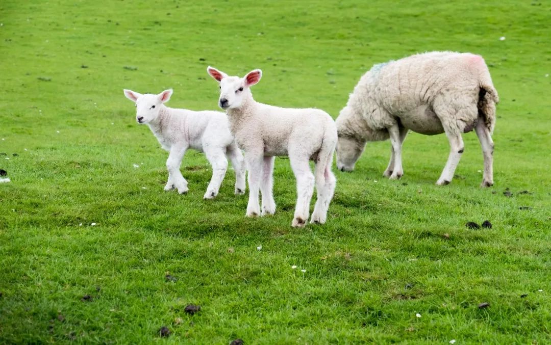 惠氏启赋与启赋未来,惠氏启赋新未来