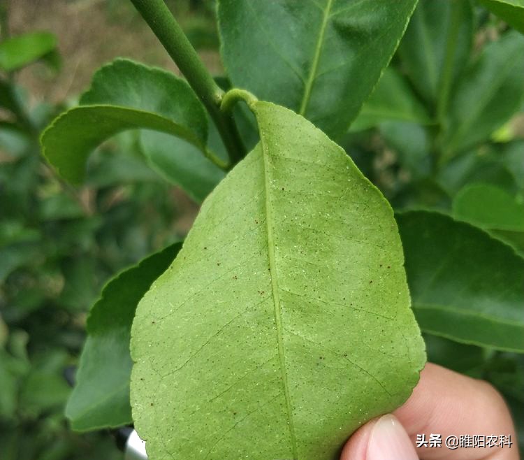 果树红蜘蛛怎么治,不用药怎样治疗果树的红蜘蛛
