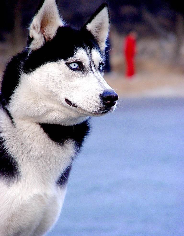 预防狗狗眼部疾病吃什么,狗狗最常见的十大疾病