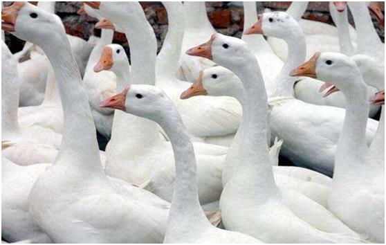 一只蛋鹅的成本和利润,大鹅养殖利润及成本