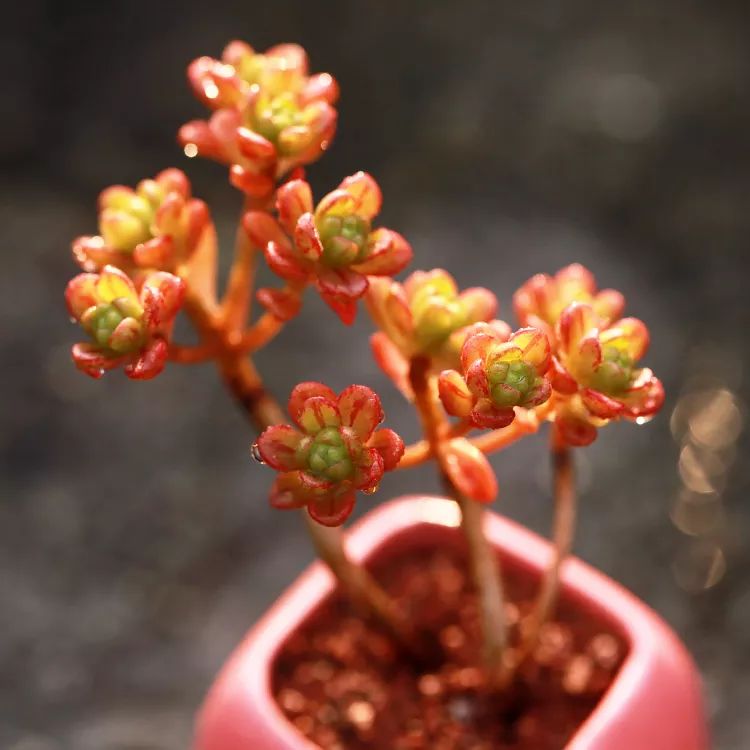 又萌又美丽好养的多肉,哪些多肉是小可爱种的