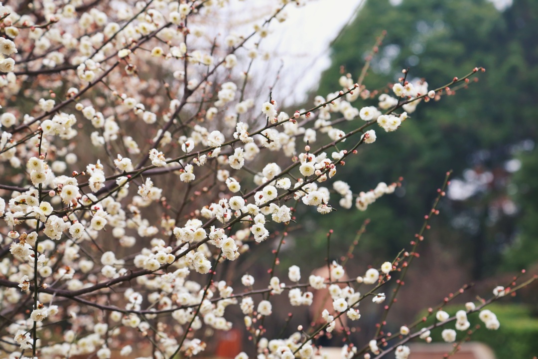 武汉外语外事职业学院旅游,武汉外语外事职业学院落雁湖