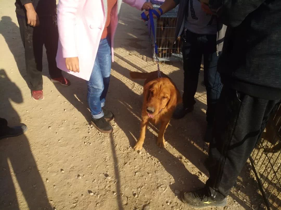 金毛小狗狗出售200元,网上卖小金毛