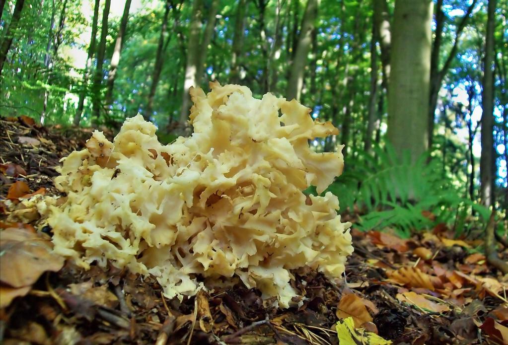 神农架十大未解之谜野人之谜,神农架究竟有没有野人