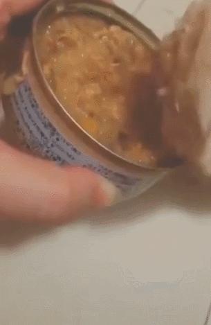 猫咪界干饭王,喵界干饭王