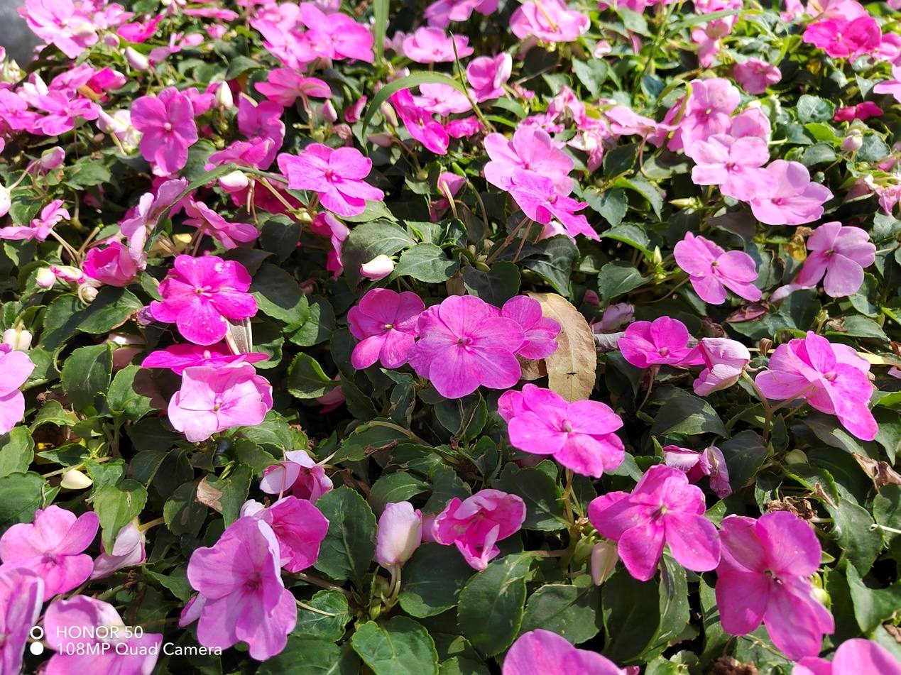 荣耀50详细评测视频,荣耀50真实测评