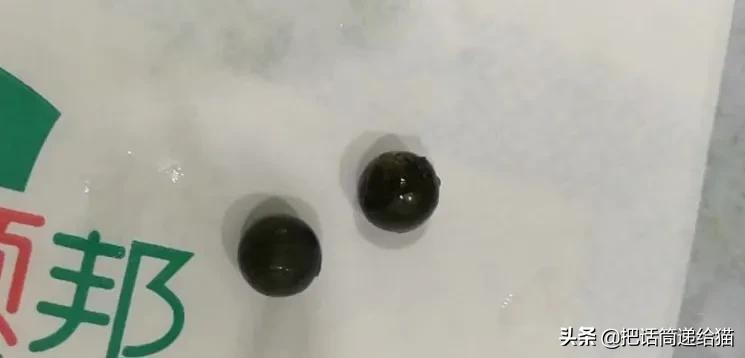 一只猫被另一只打,一只猫被两个人打