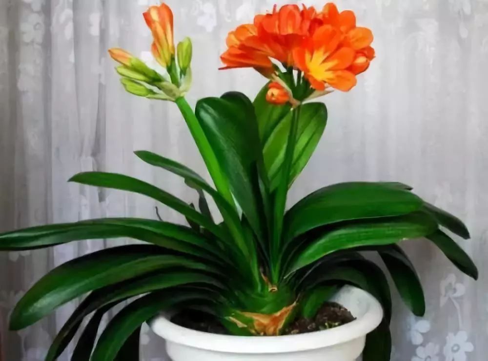 能吸甲醛的植物花卉,吸甲醛的十大植物有哪些