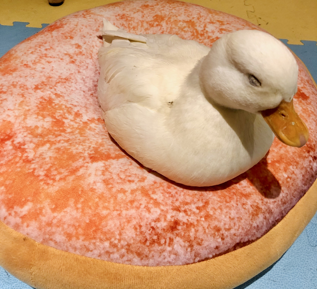 撸动物的网红店顺德,撸小动物的网红店北京世纪金源