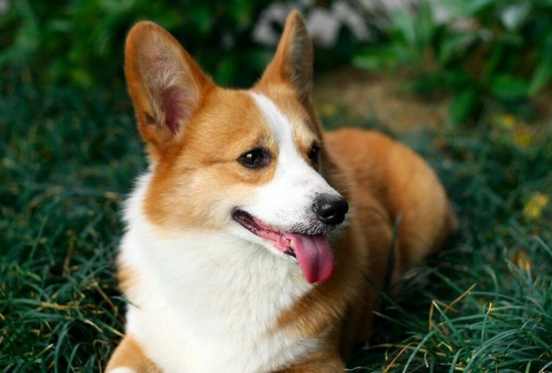 狗狗常见皮肤病判断及治疗方案,狗狗常见皮肤病怎么区分