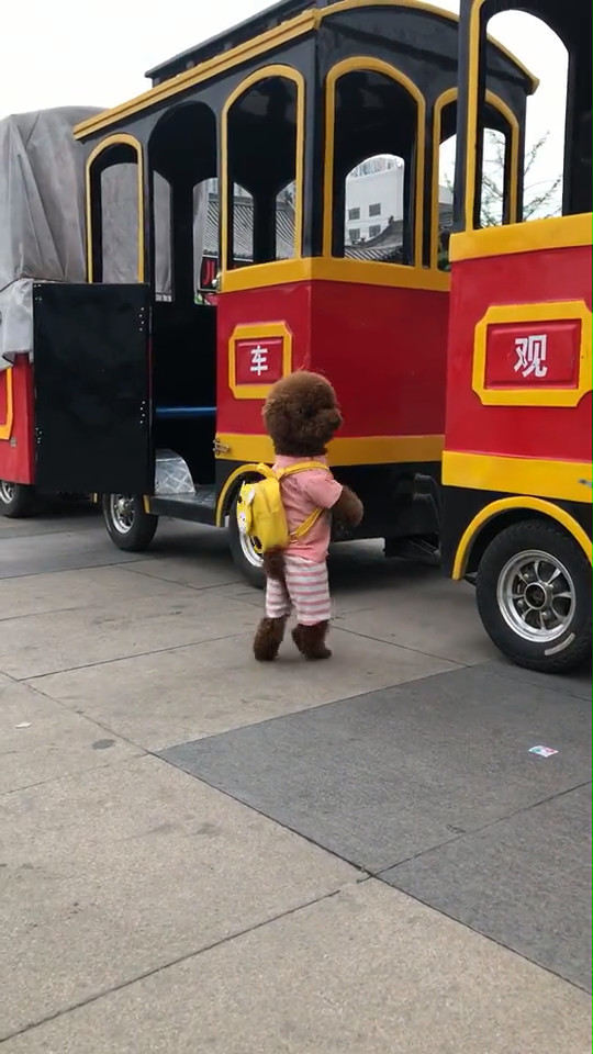 泰迪站立走路训练,泰迪直立行走引来所有人的目光