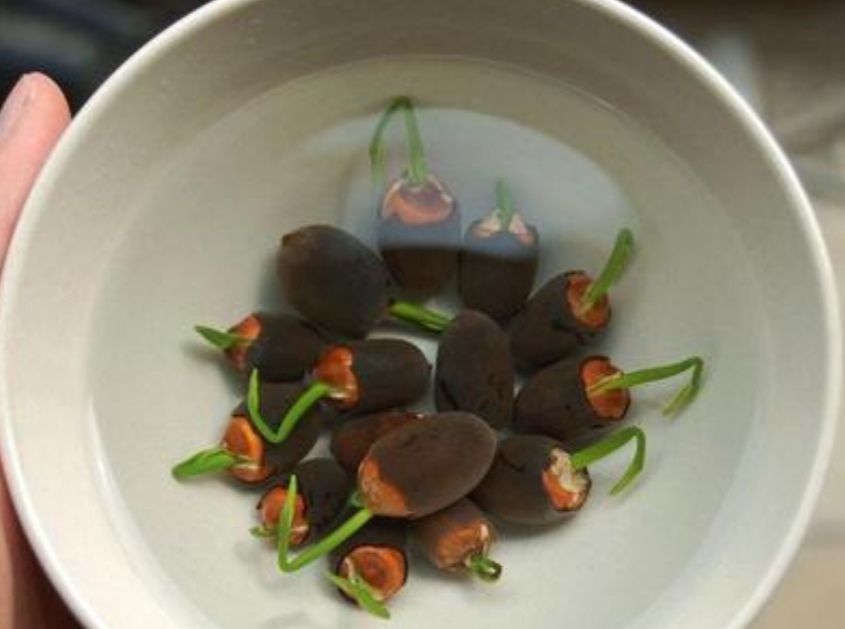 碗莲怎么养才能年年开花,碗莲怎样养开花好