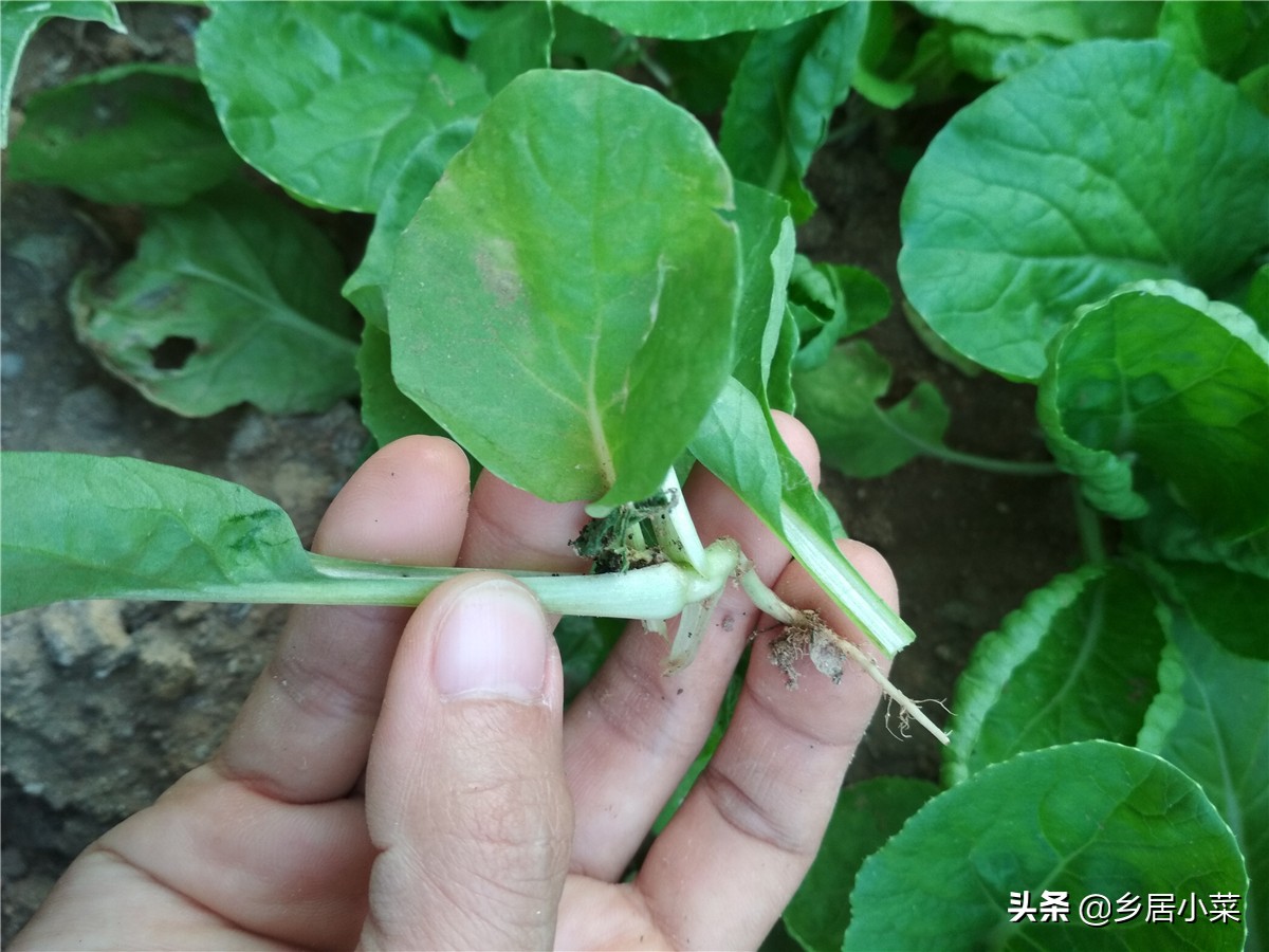 种植的菠菜根烂了怎么处理,菠菜虫害防治