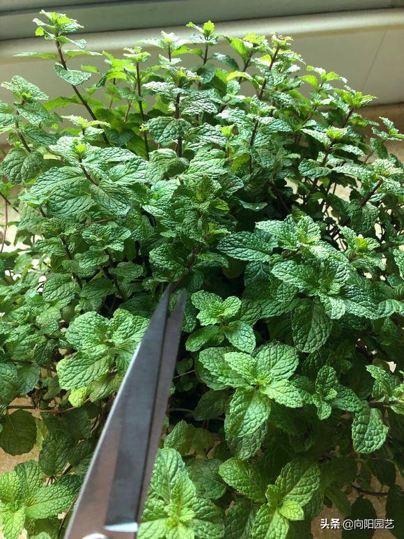 室内养几盆薄荷对人体有好处吗,薄荷在室内怎样养的漂亮
