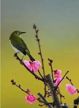 30个成语30个古诗词意象,含成语的古诗100句