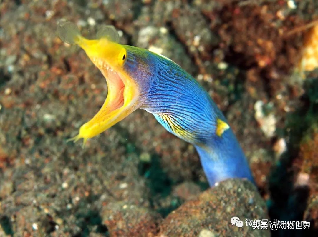花里胡哨的淡水鱼,奇形怪状的海洋鱼