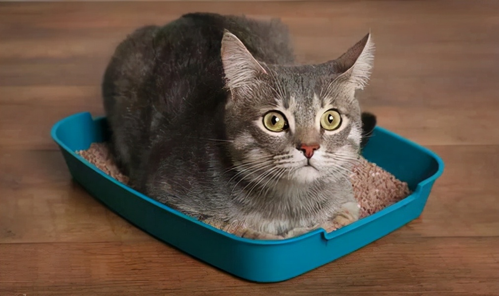 猫咪换了猫粮便便很臭,泪痕很重猫咪吃什么猫粮