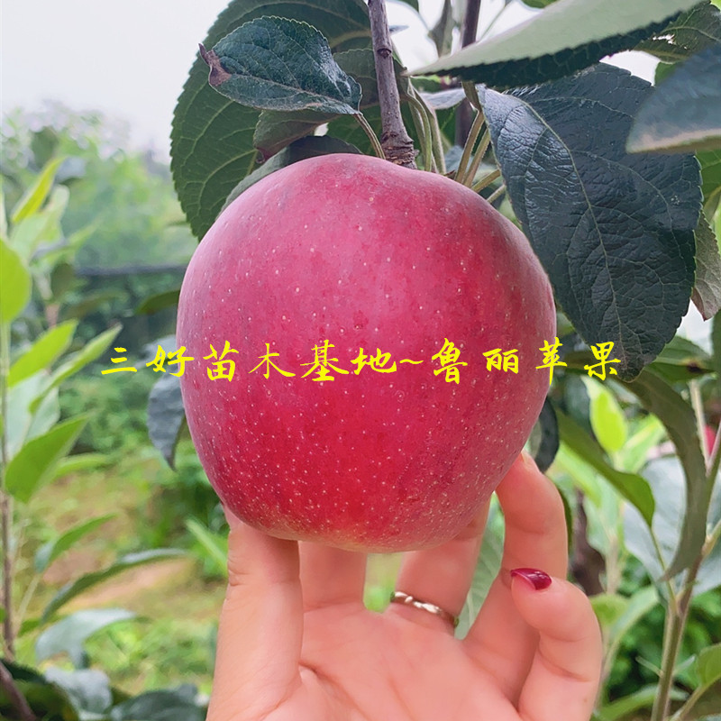 苹果苗新品种鲁丽成熟时间,鲁丽苹果苗短枝与长枝区别