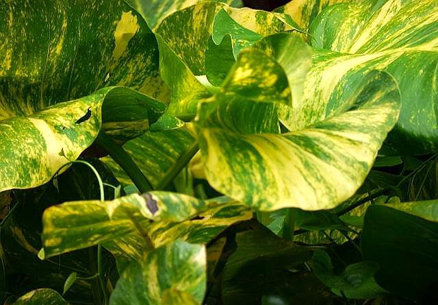 养绿萝最好用什么土,养绿萝最好最快的肥料